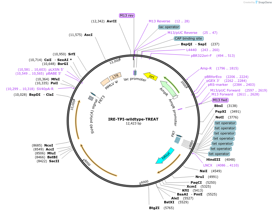 196923-plasmid-map-sequence-id-387503