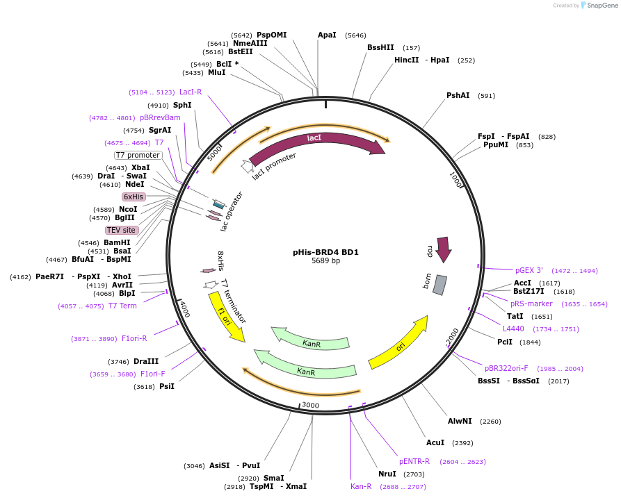 196544-plasmid-map-sequence-id-387505