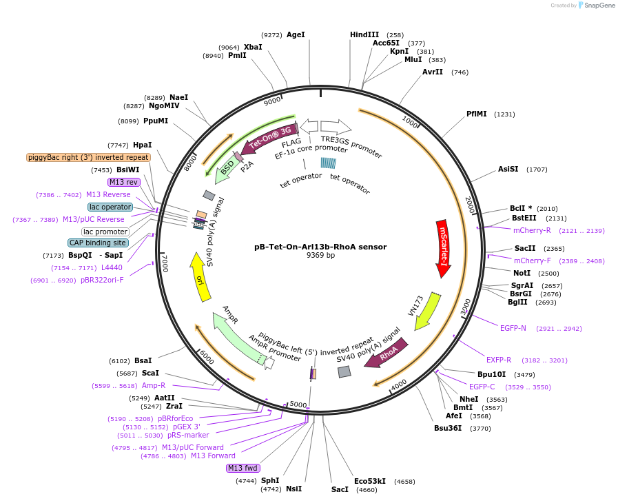 189613-plasmid-map-sequence-id-387515
