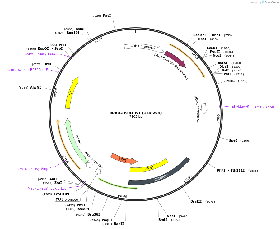 196834-plasmid-map-sequence-id-387518