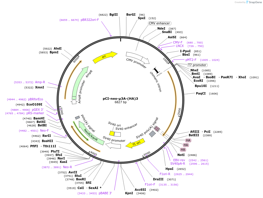 198179-plasmid-map-sequence-id-387519