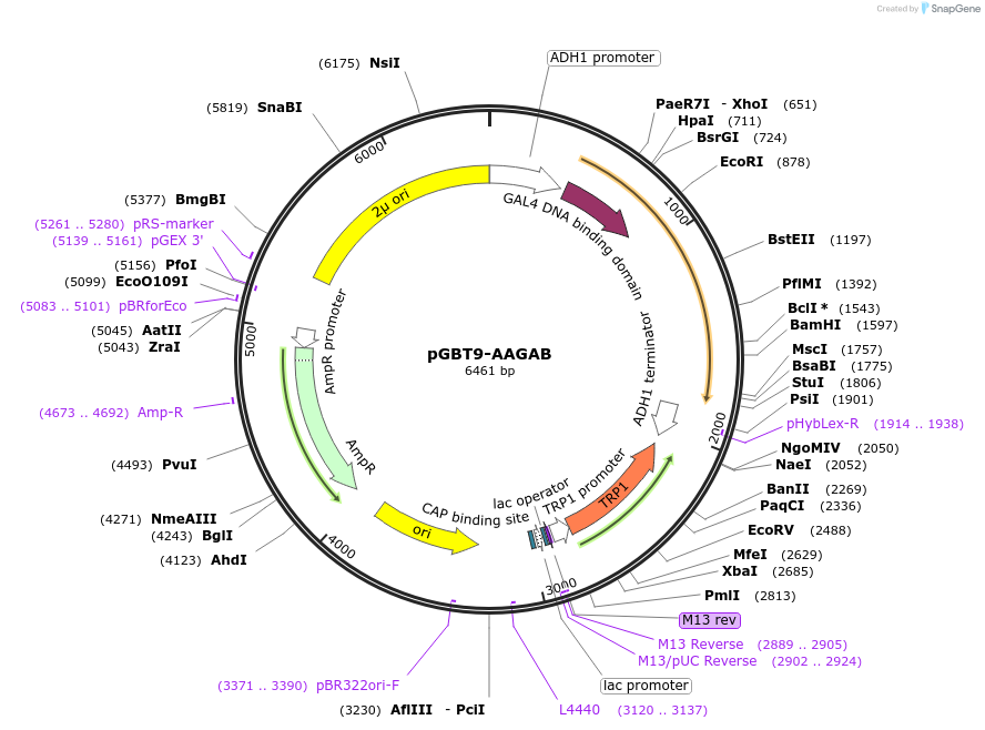 198332-plasmid-map-sequence-id-387523