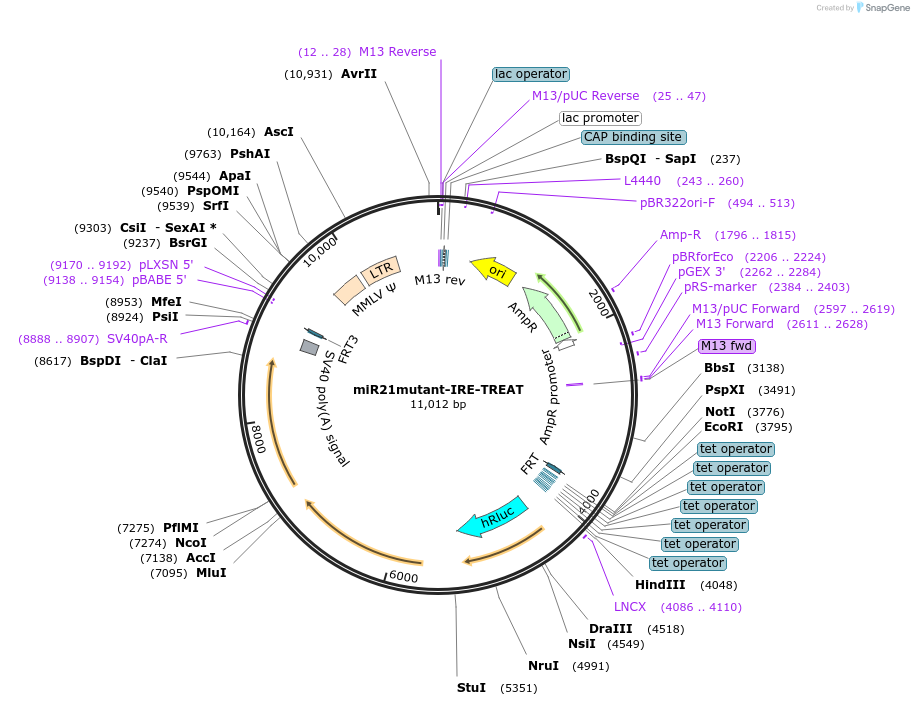 196931-plasmid-map-sequence-id-387528
