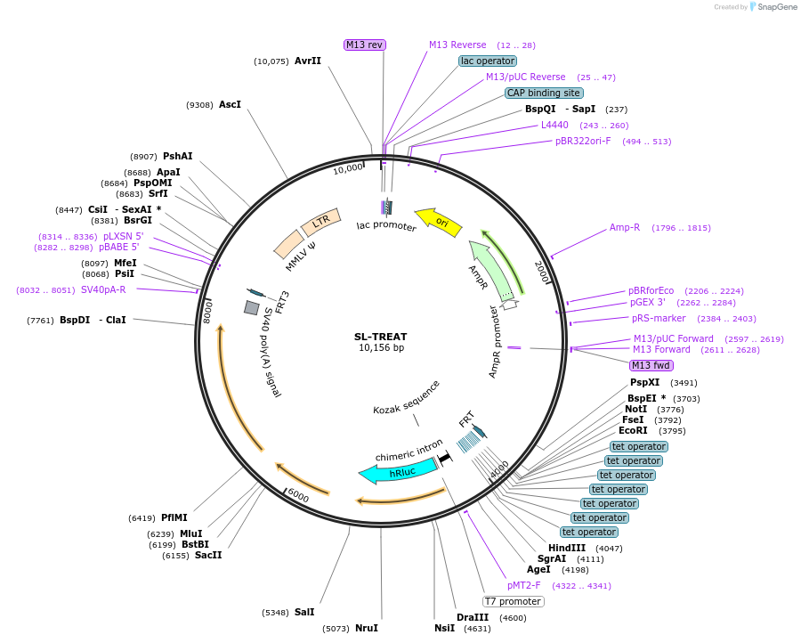 196918-plasmid-map-sequence-id-387529