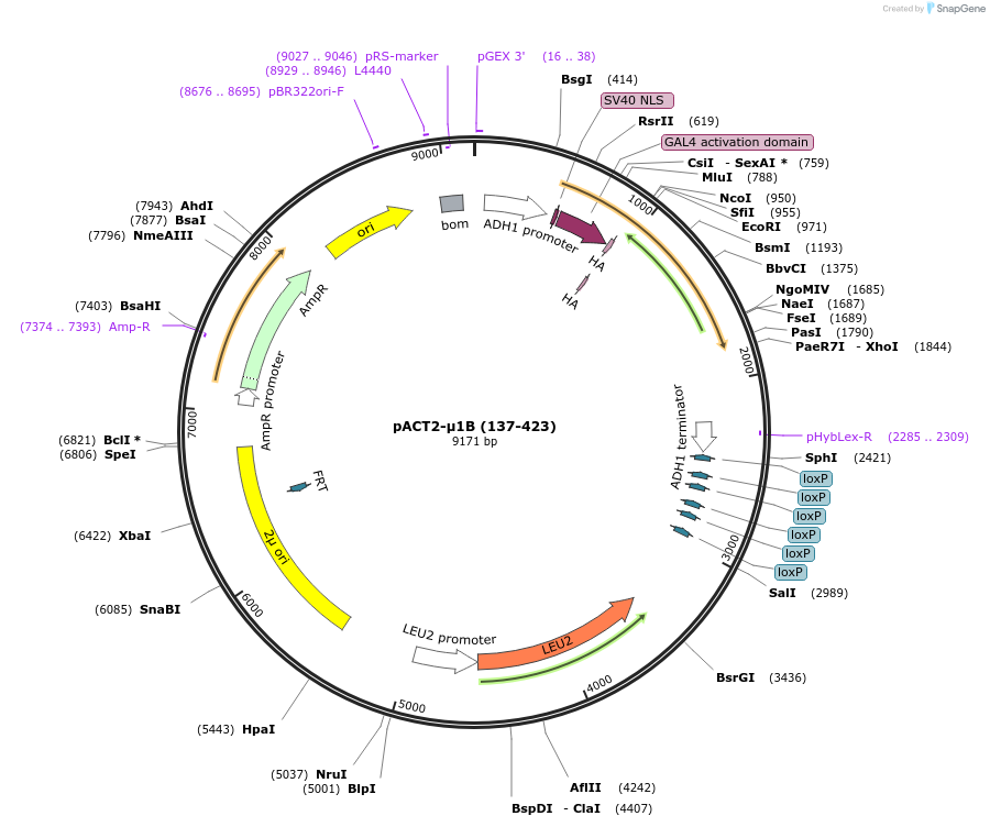 198172-plasmid-map-sequence-id-387535