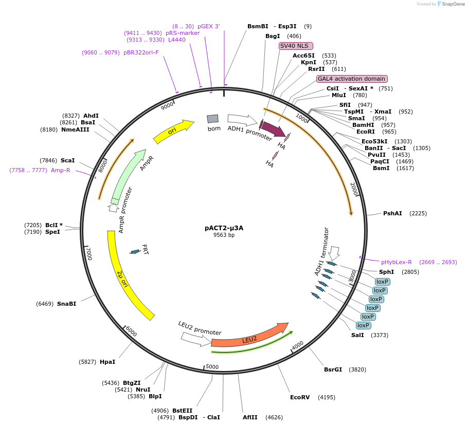 198174-plasmid-map-sequence-id-387537