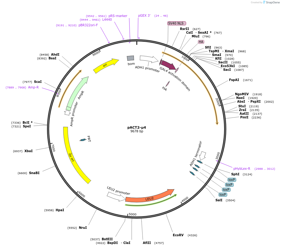 198176-plasmid-map-sequence-id-387540