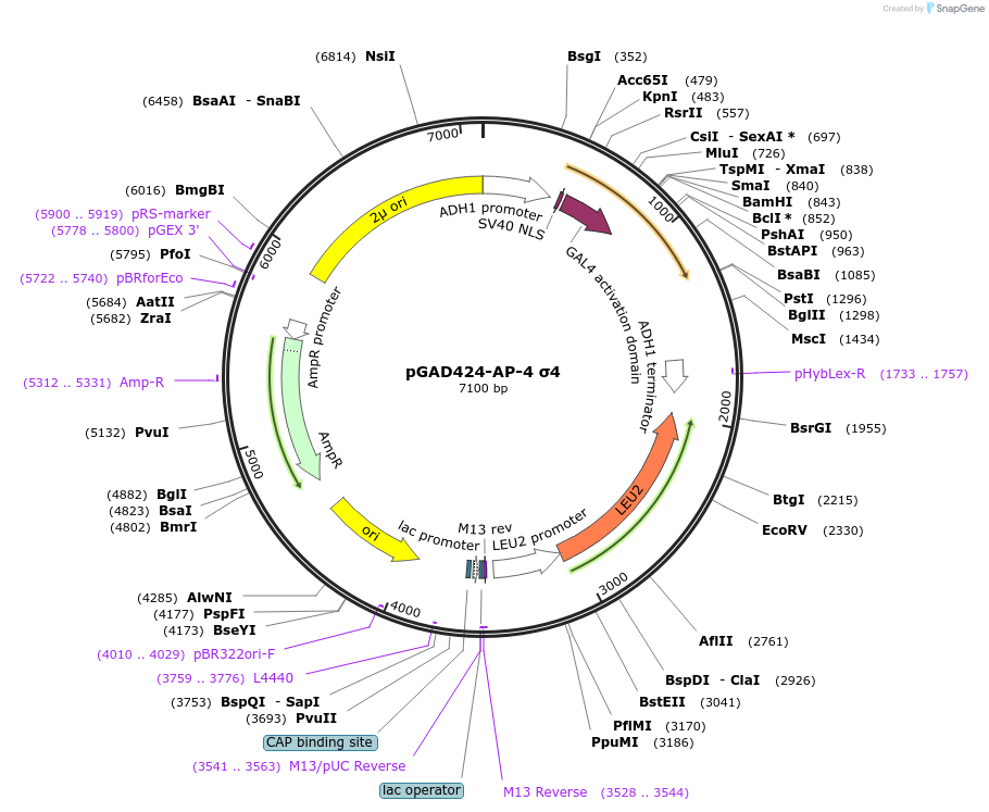 198328-plasmid-map-sequence-id-387834