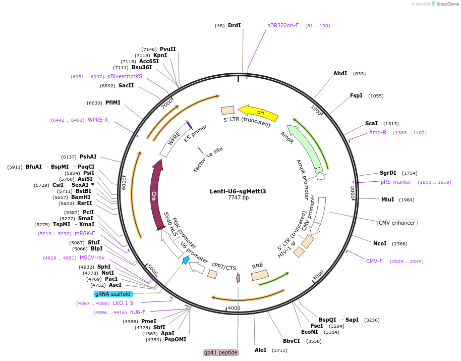 196263-plasmid-map-sequence-id-387839