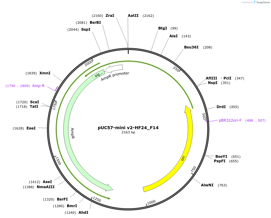 195728-plasmid-map-sequence-id-387858