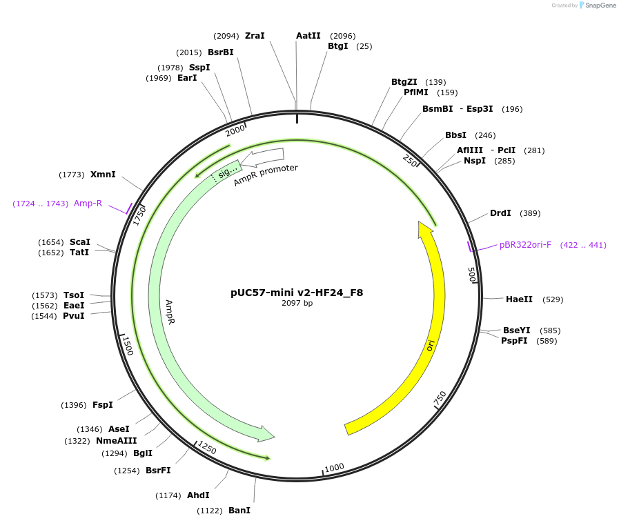195722-plasmid-map-sequence-id-387859