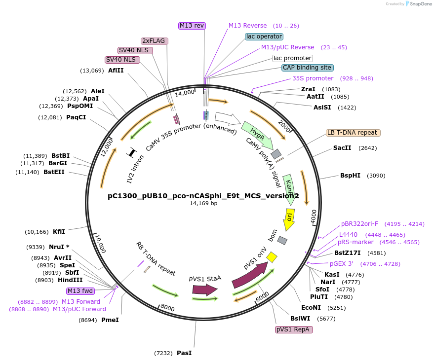 197962-plasmid-map-sequence-id-387860