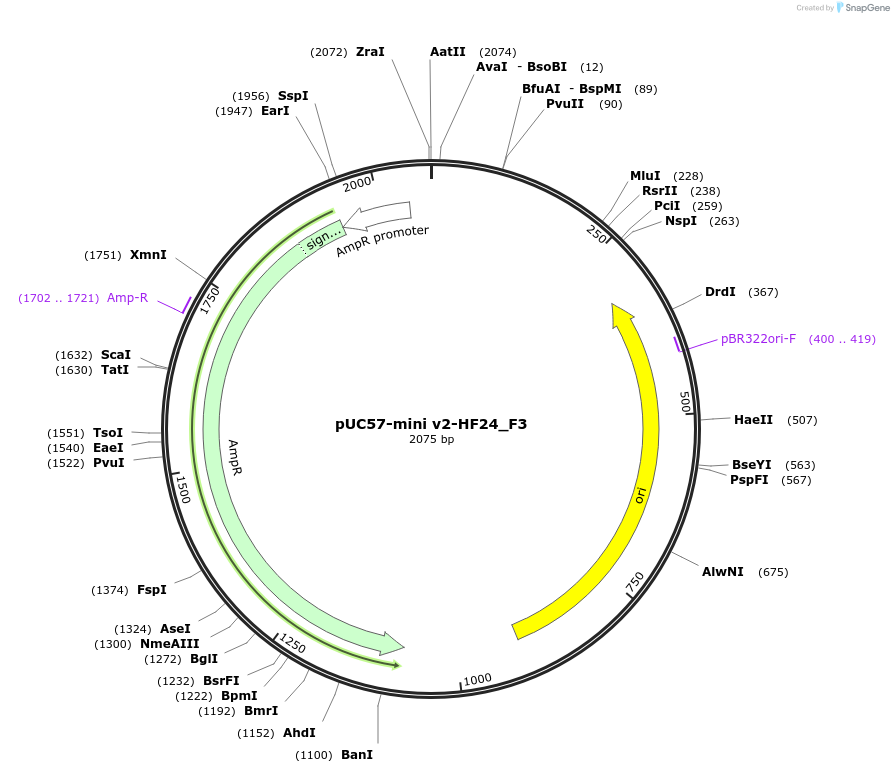 195717-plasmid-map-sequence-id-387867