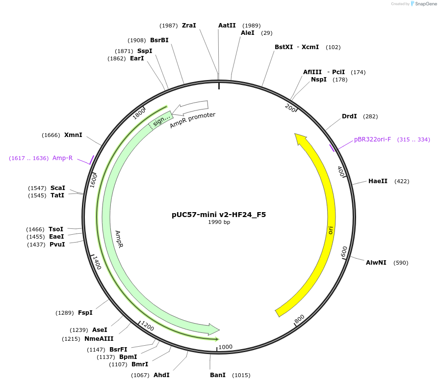 195719-plasmid-map-sequence-id-387872