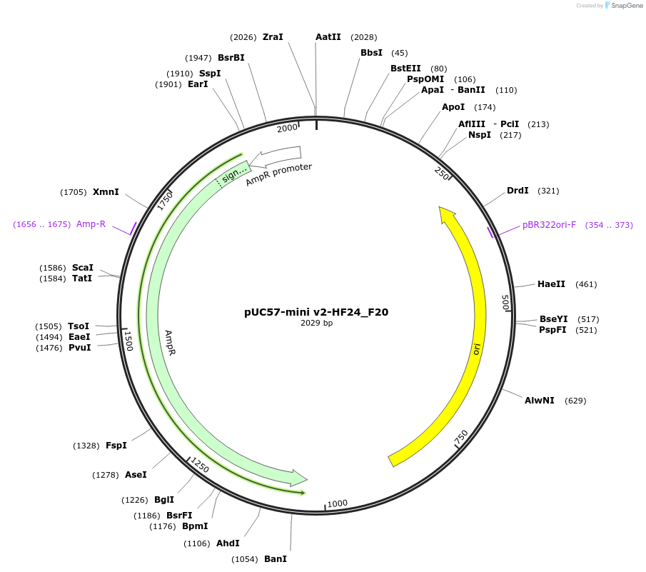 195734-plasmid-map-sequence-id-387873