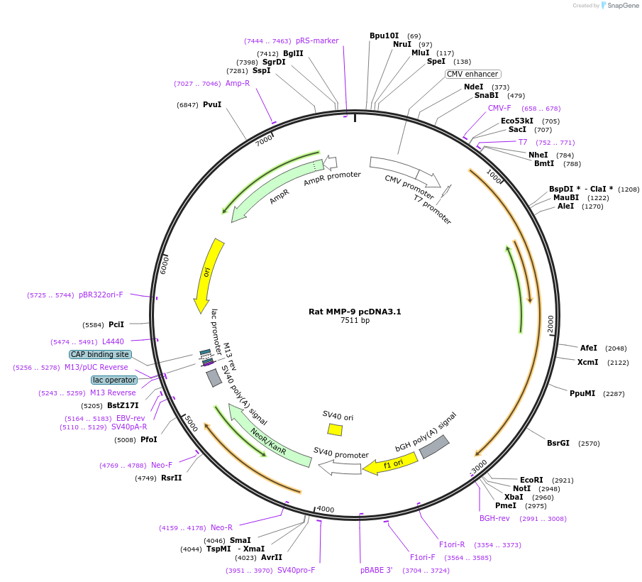 196951-plasmid-map-sequence-id-387877