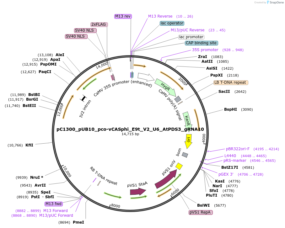 197963-plasmid-map-sequence-id-387878