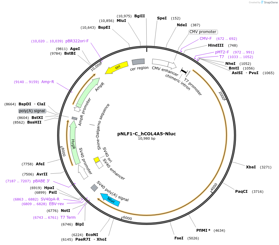 198113-plasmid-map-sequence-id-387881