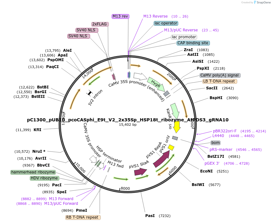 197959-plasmid-map-sequence-id-387883