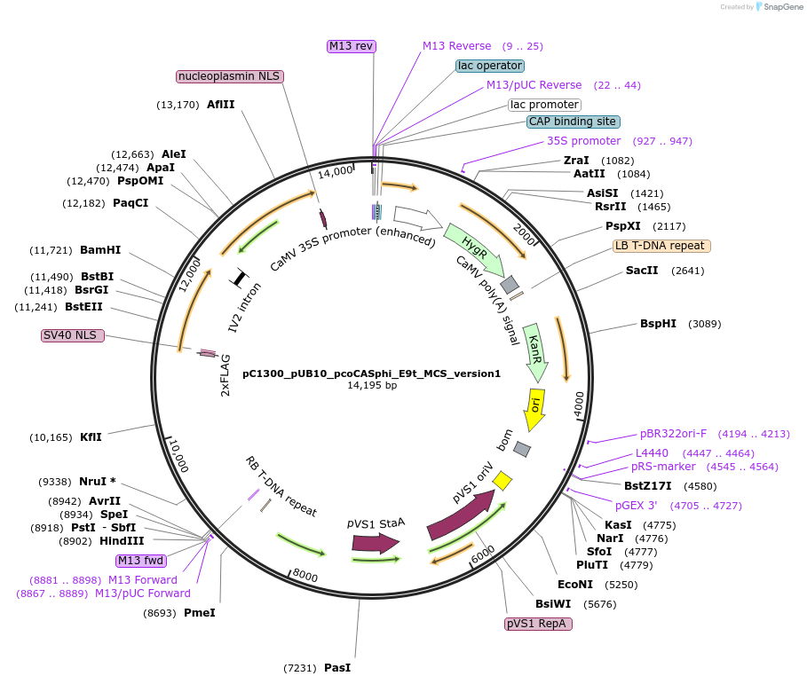197937-plasmid-map-sequence-id-387887