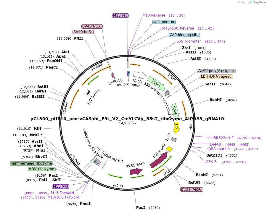 197966-plasmid-map-sequence-id-387890