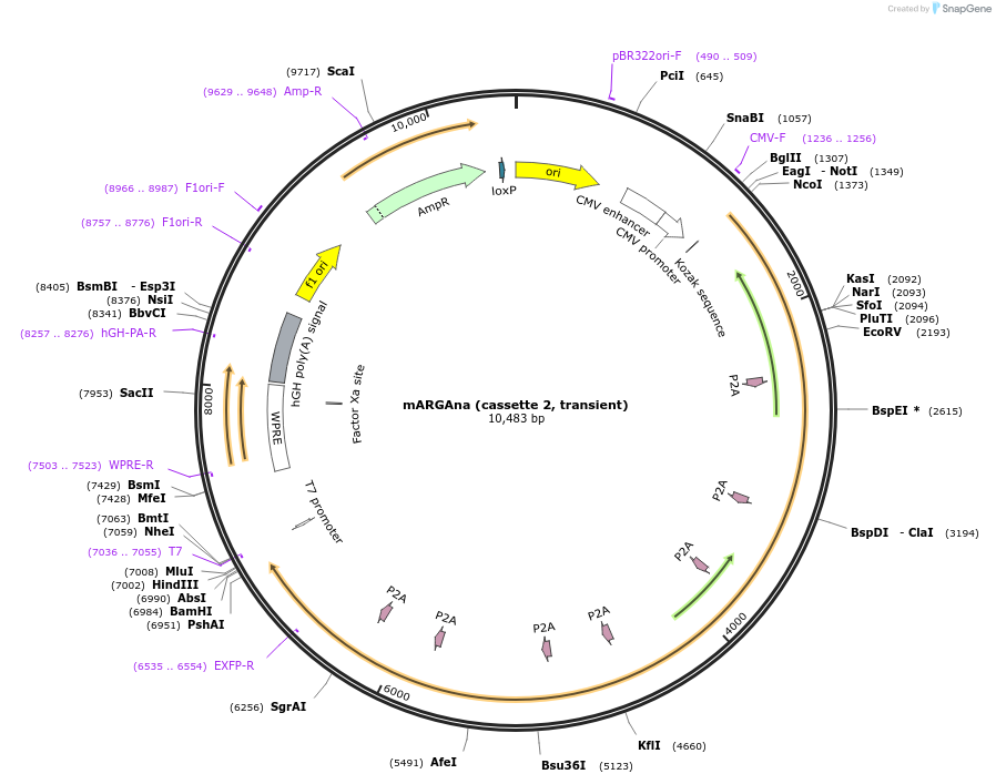 197589-plasmid-map-sequence-id-387895
