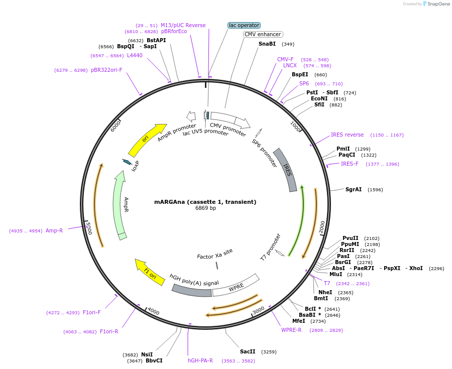 197588-plasmid-map-sequence-id-387898