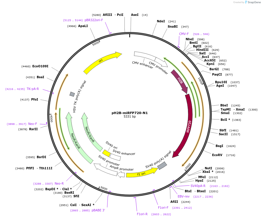 197231-plasmid-map-sequence-id-387900