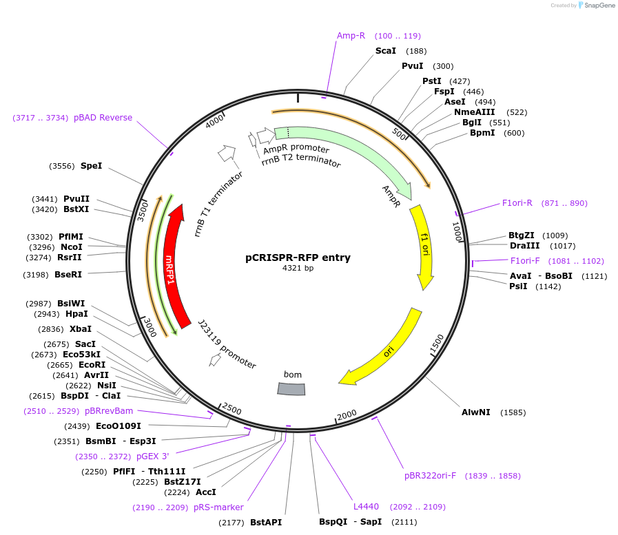 192278-plasmid-map-sequence-id-387957