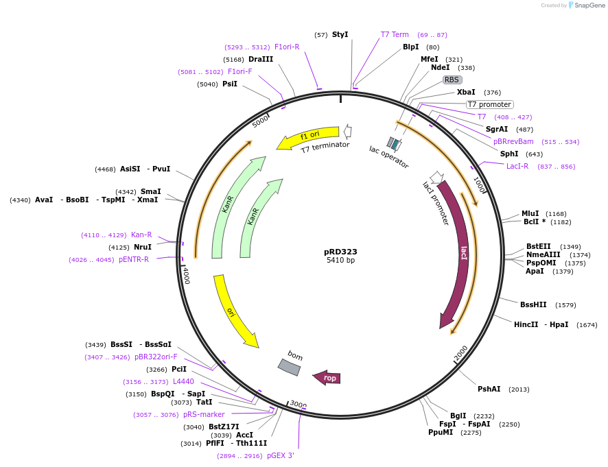 198044-plasmid-map-sequence-id-388009
