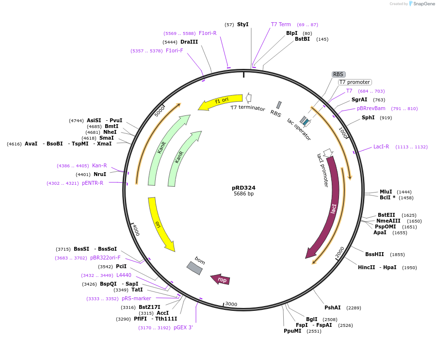 198045-plasmid-map-sequence-id-388012