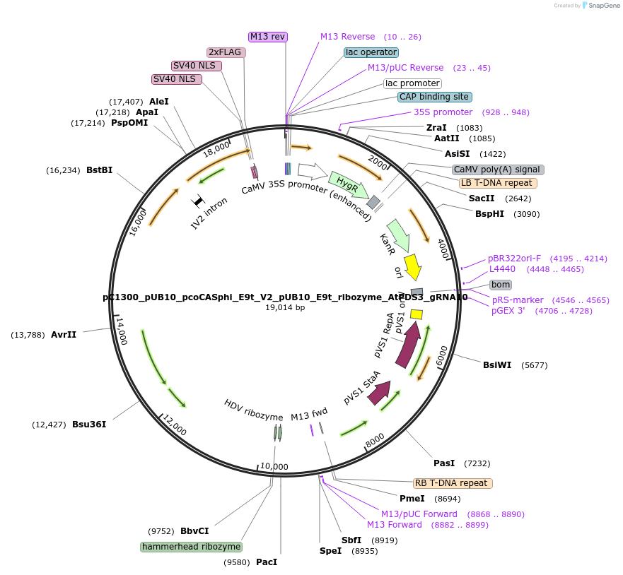 197960-plasmid-map-sequence-id-388015