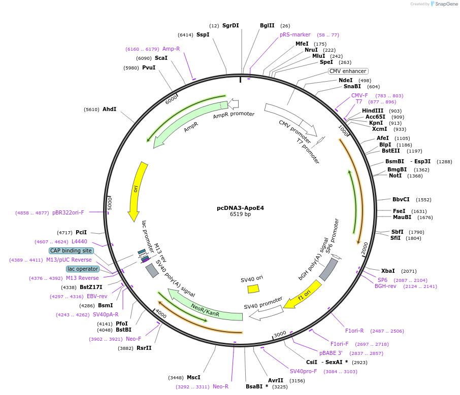 197148-plasmid-map-sequence-id-388019