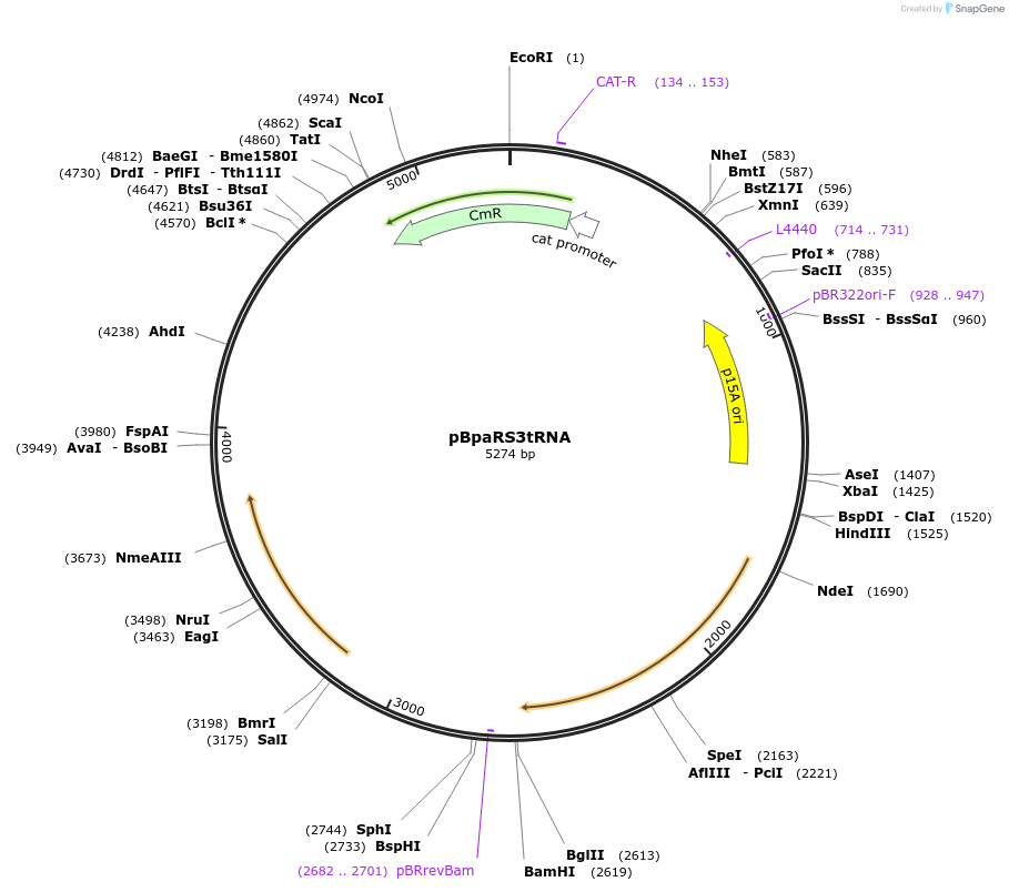 197102-plasmid-map-sequence-id-388022