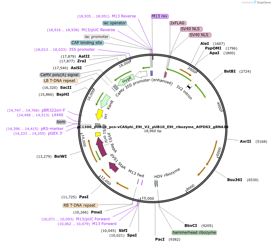 197979-plasmid-map-sequence-id-388023