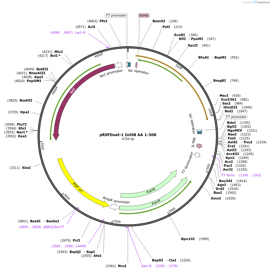 196905-plasmid-map-sequence-id-388041
