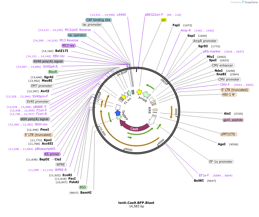 196714-plasmid-map-sequence-id-388043