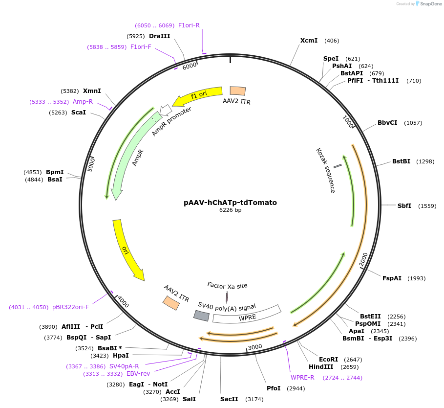 197564-plasmid-map-sequence-id-388047