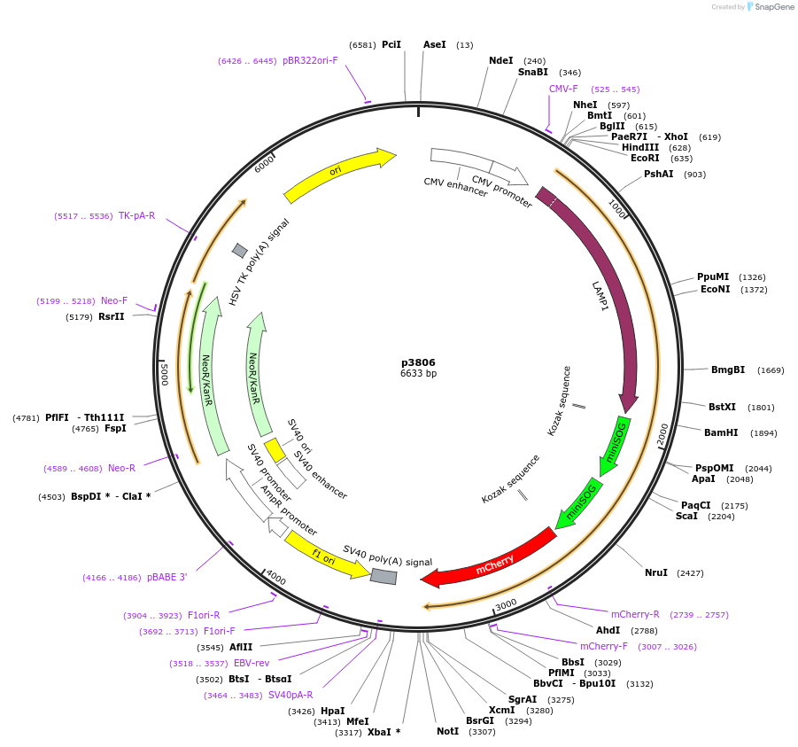 198148-plasmid-map-sequence-id-388049