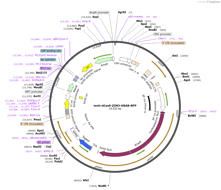 196712-plasmid-map-sequence-id-388051