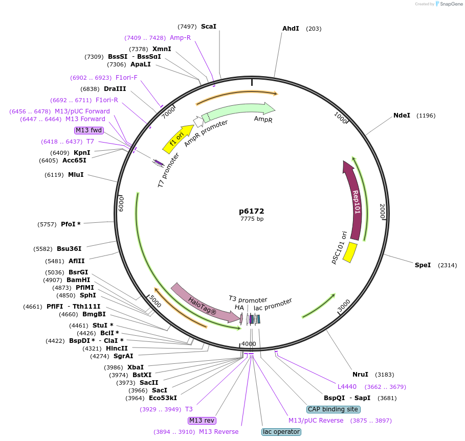 198156-plasmid-map-sequence-id-388057