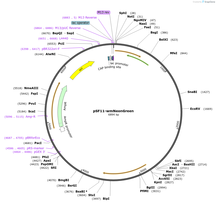 197242-plasmid-map-sequence-id-388058
