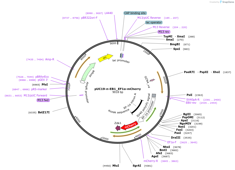 197429-plasmid-map-sequence-id-388078