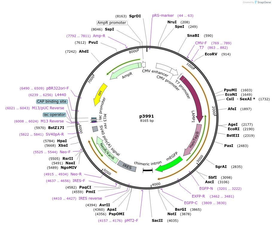 198149-plasmid-map-sequence-id-388089