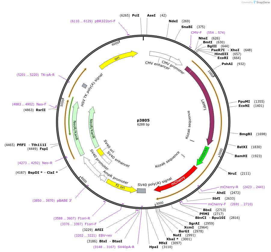 198147-plasmid-map-sequence-id-388090
