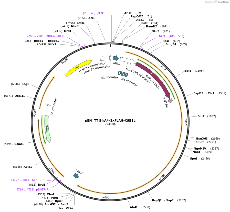 192312-plasmid-map-sequence-id-388102
