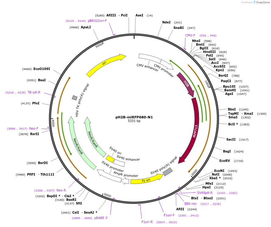 197229-plasmid-map-sequence-id-388110