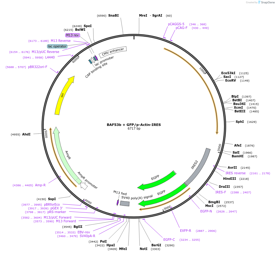 197297-plasmid-map-sequence-id-388114