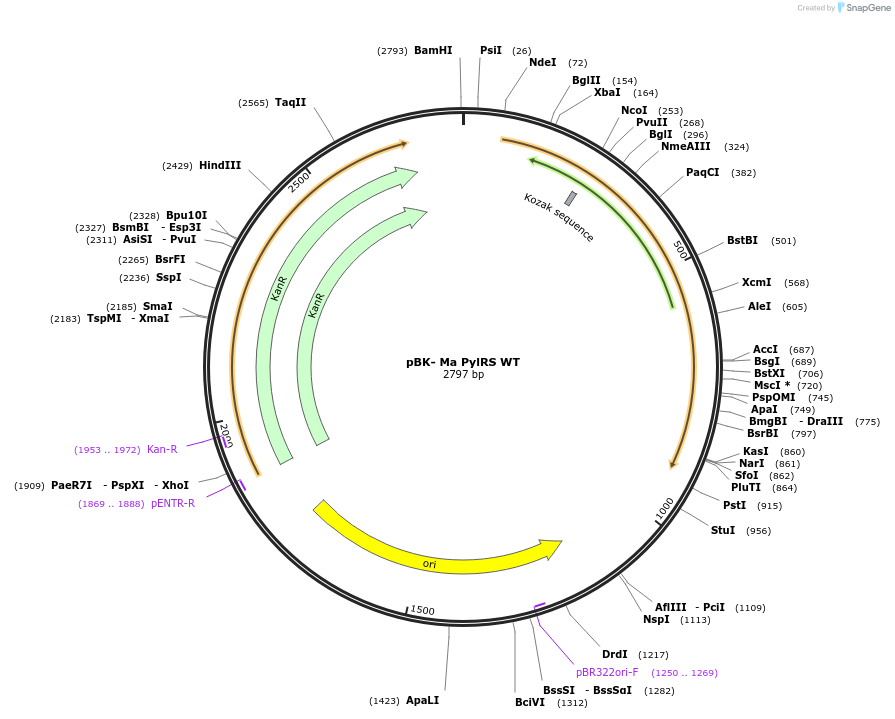 197573-plasmid-map-sequence-id-388117