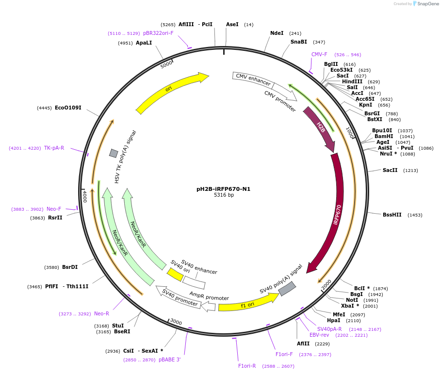 197227-plasmid-map-sequence-id-388125